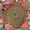 Sempervivum 'Montage' (Outdoors) - November