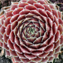 Sempervivum 'Montage' (Mature) - February