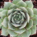 Sempervivum 'Ohio Burgundy' - Winter