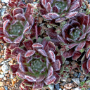 Sempervivum 'Poke Eat' (Outdoors) - May