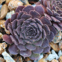 Sempervivum 'Quintessence' (Outdoors) - January