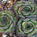 Sempervivum 'Quintessence' (Outdoors) - May
