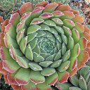 Sempervivum 'Quintessence' (Outdoors) - August