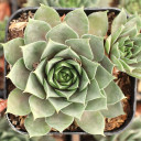 Sempervivum 'Purple Passion' - November