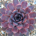 Sempervivum 'Purple Passion' (Outdoors) - May