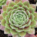 Sempervivum 'Grey Dawn'