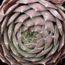 Sempervivum 'Grey Dawn' - October