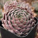 Sempervivum 'Grey Dawn' - October