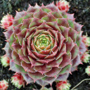 Sempervivum 'Rogin' (Mature)