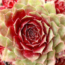 Sempervivum 'Rogin'
