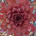 Sempervivum 'Royal Ruby' (Outdoors) - May