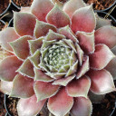 Sempervivum 'Racey' (Young) - Spring