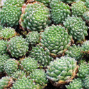 Sempervivum 'Speciosum' - May