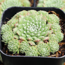 Sempervivum 'Speciosum' - May
