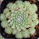 Sempervivum 'Speciosum' - May