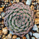 Sempervivum 'Pyrenaicum' (Outdoors) - January