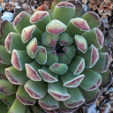 Sempervivum 'Pyrenaicum' (Outdoors) - May