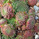 Sempervivum 'Spring' (Outdoors) - November
