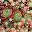 Sempervivum 'Spring' (Mature) - April
