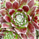 Sempervivum 'Raspberry Ice' (Young)- May