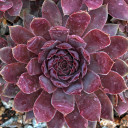 Sempervivum 'Topaz' (Outdoors) - May