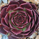 Sempervivum 'Rubikon' (Outdoors) - February
