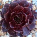 Sempervivum 'Rubikon' (Outdoors) - May