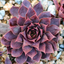 Sempervivum 'Woolcott's Variety' (Outdoors) - January