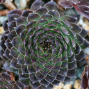 Sempervivum 'Reinhardt' (Outdoors) - January