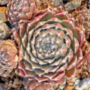 Sempervivum 'Silver Thaw' (Outdoors) - November