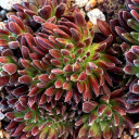 Sempervivum 'Whirl-i-gig' (Outdoors) - May