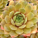 Sempervivum 'Unicorn'