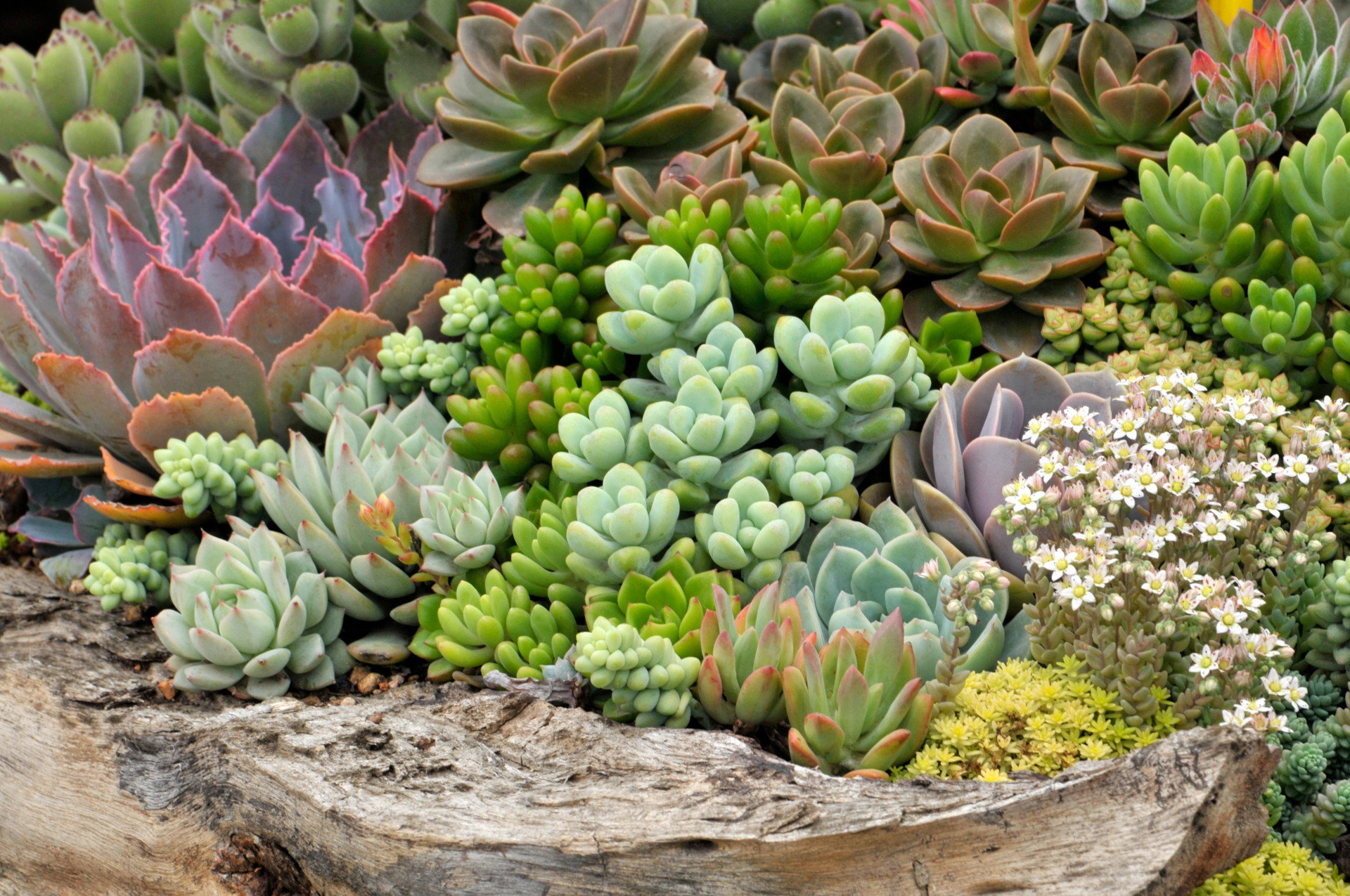 Succulents for Sale Online | Mountain Crest Gardens® Succulent Plants