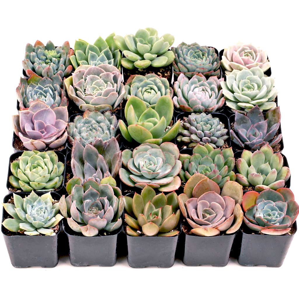 Bulk Succulents | Wholesale Succulents | Cheap Succulents