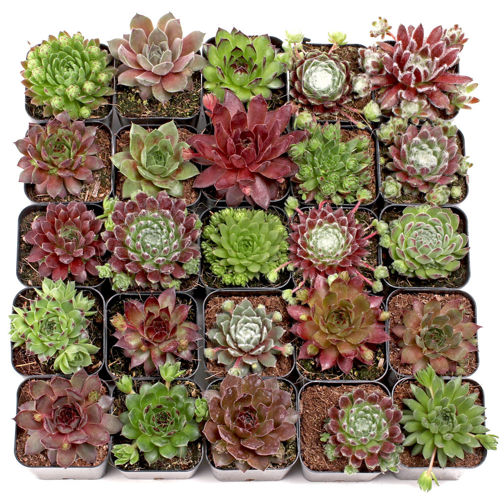 Bulk Succulents Wholesale Succulents Cheap Succulents