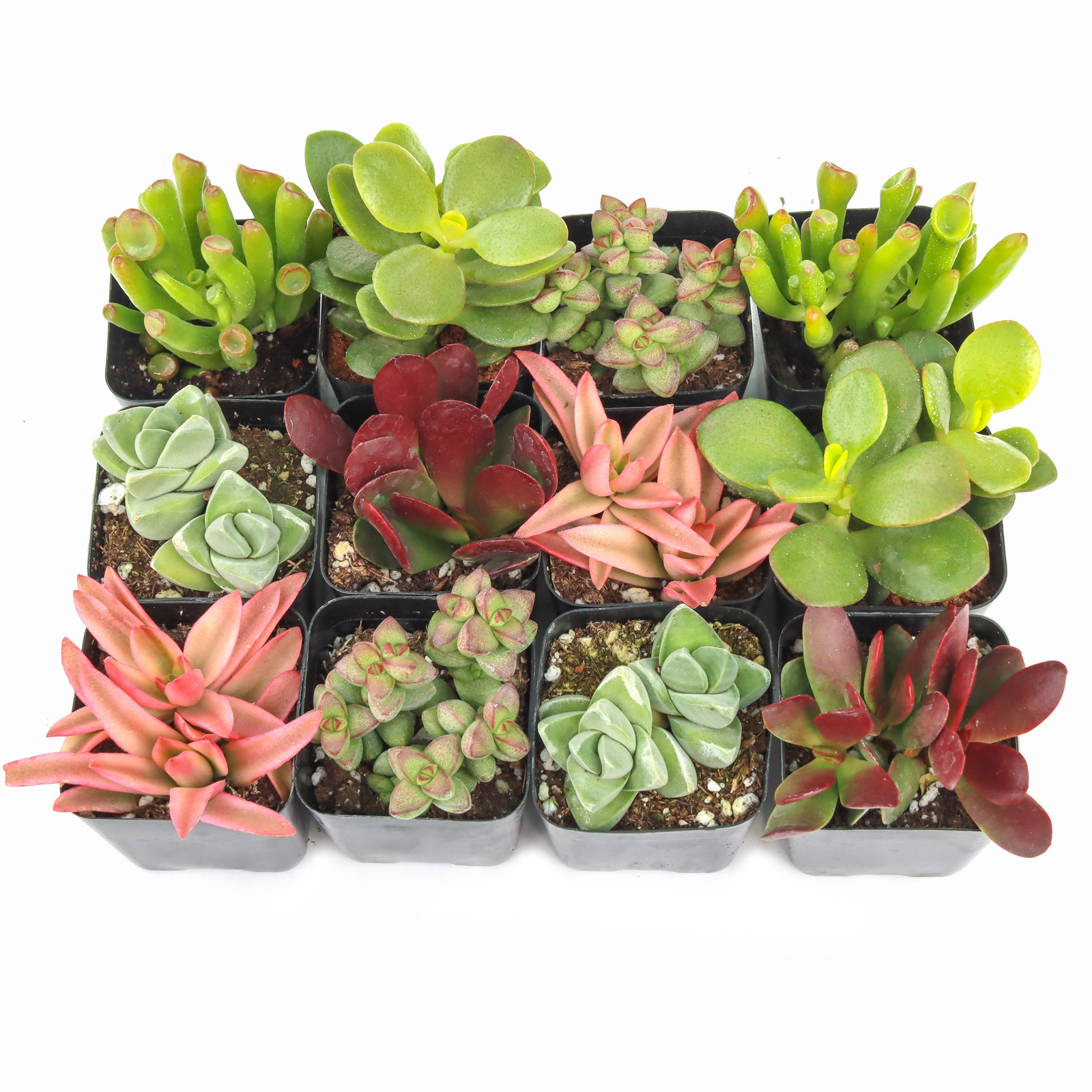 Easy to Grow Succulents for Beginners | Mountain Crest Gardens®