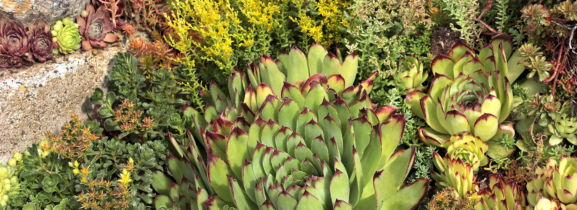 Succulents for Sale Online | Mountain Crest Gardens® Succulent Plants