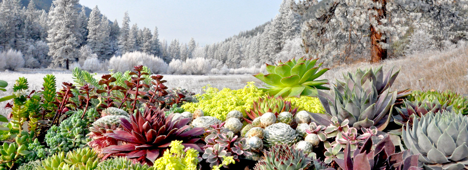 Succulents for Sale Online | Mountain Crest Gardens® Succulent Plants