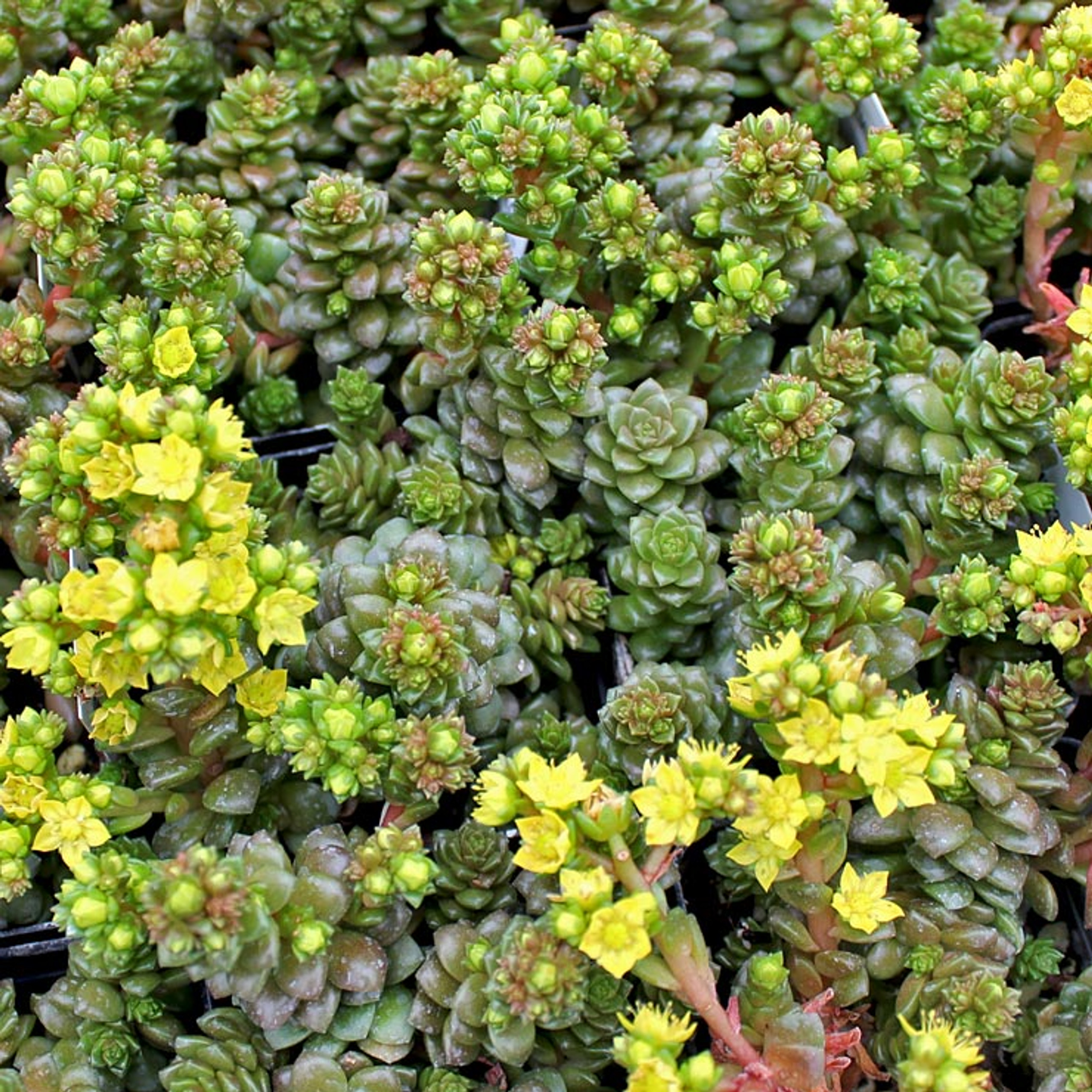 Ground Cover Succulents | Mountain Crest Gardens®