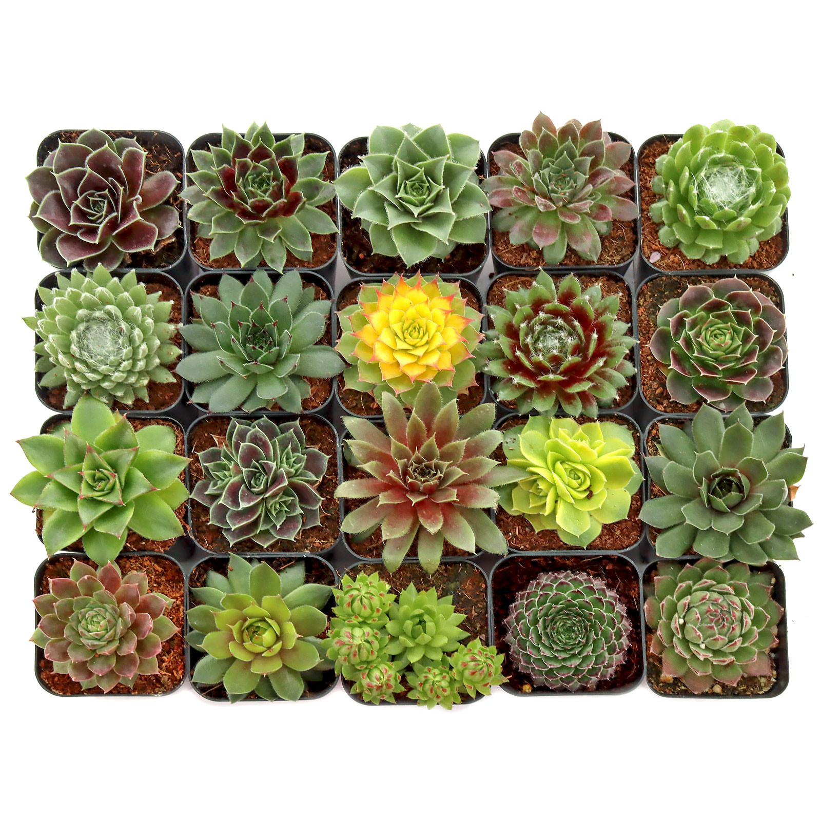 Bulk Succulents | Wholesale Succulents | Cheap Succulents