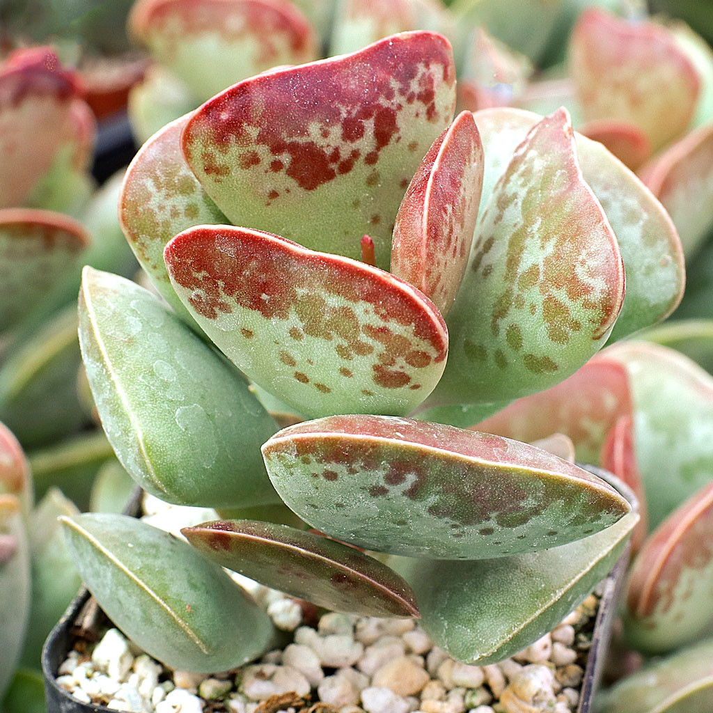 Calico Horses-Succulents main image 0
