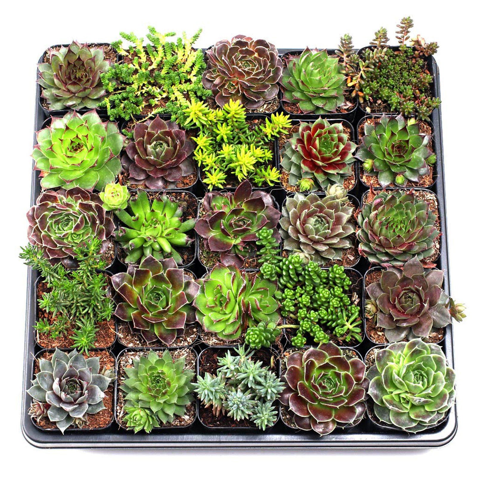 Succulents for Sale Online | Mountain Crest Gardens™ Succulent Plants