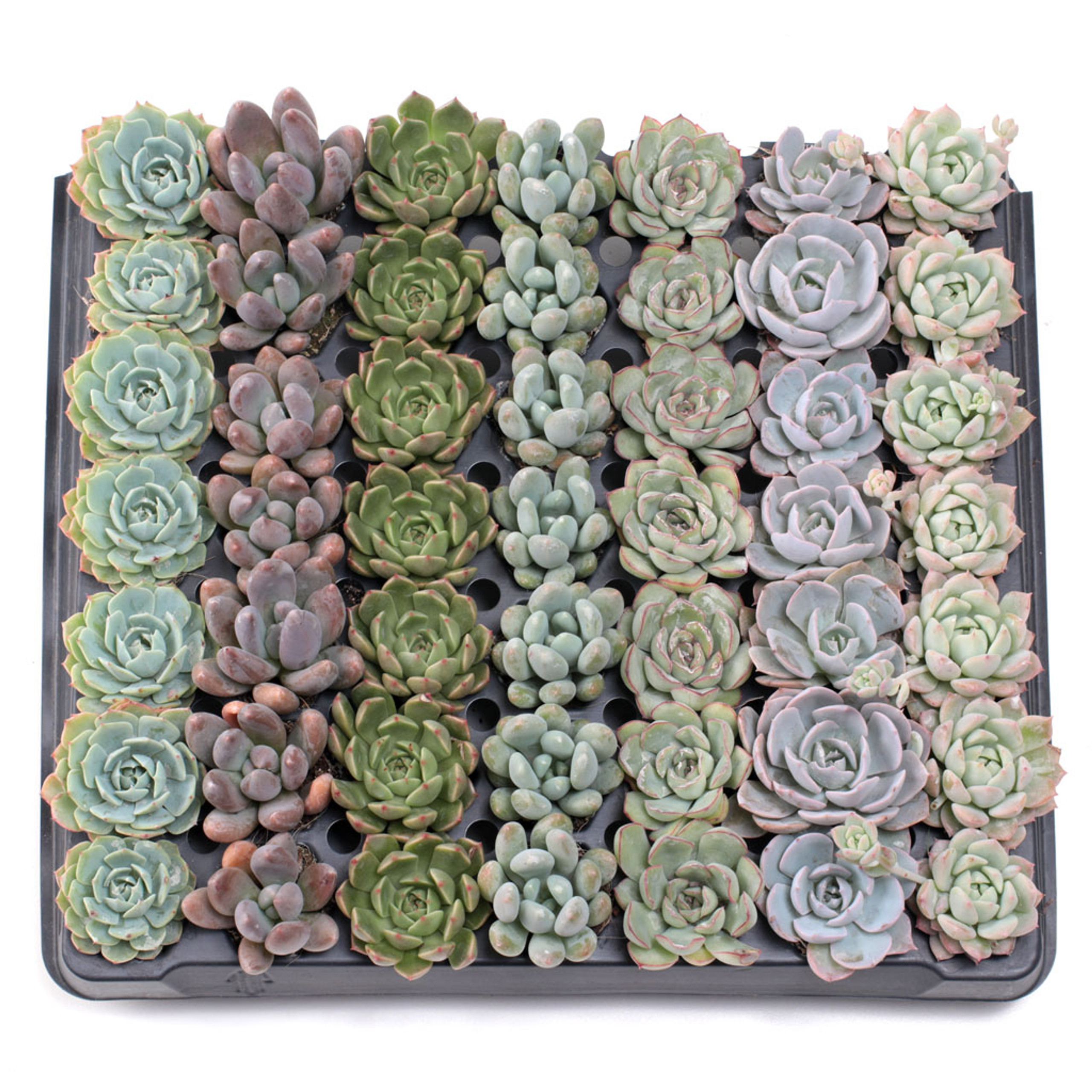 Bulk Succulents Wholesale Succulents Cheap Succulents
