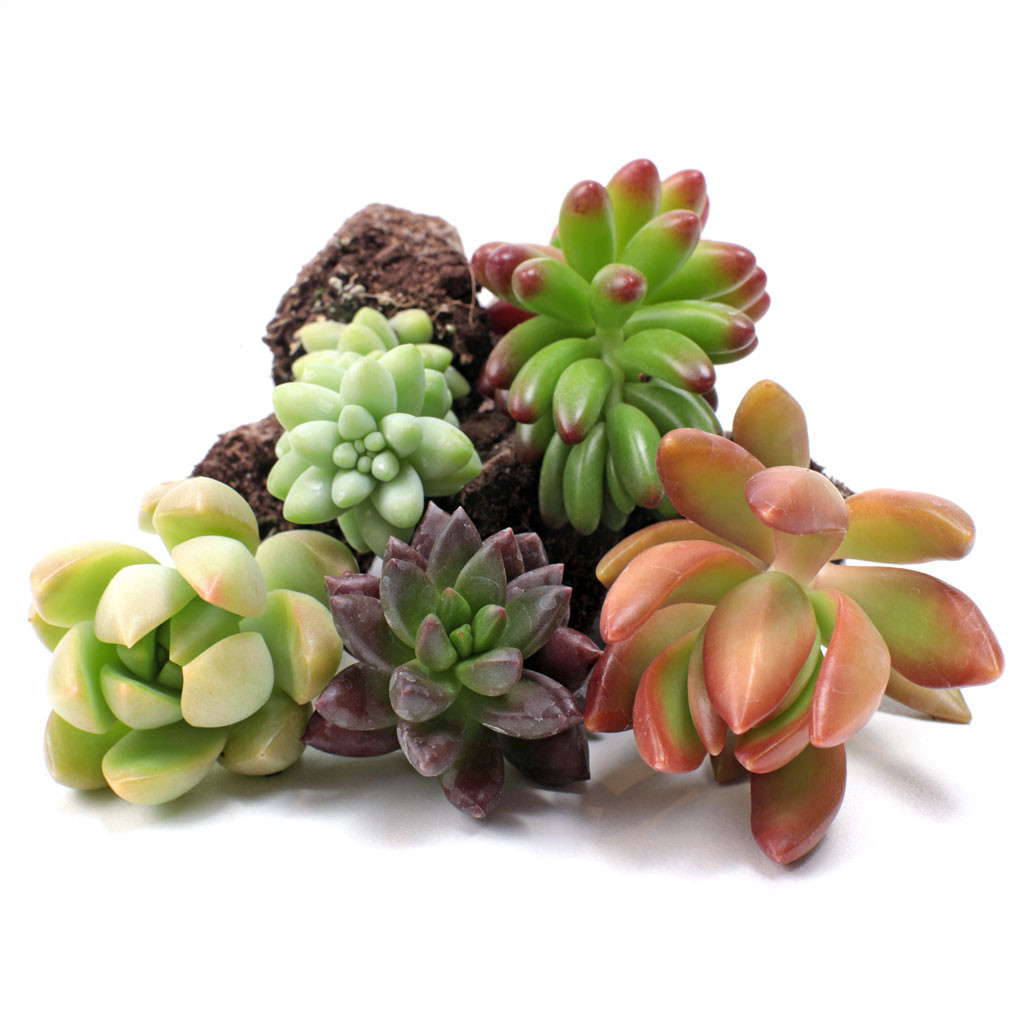Bulk Succulents Wholesale Succulents Cheap Succulents