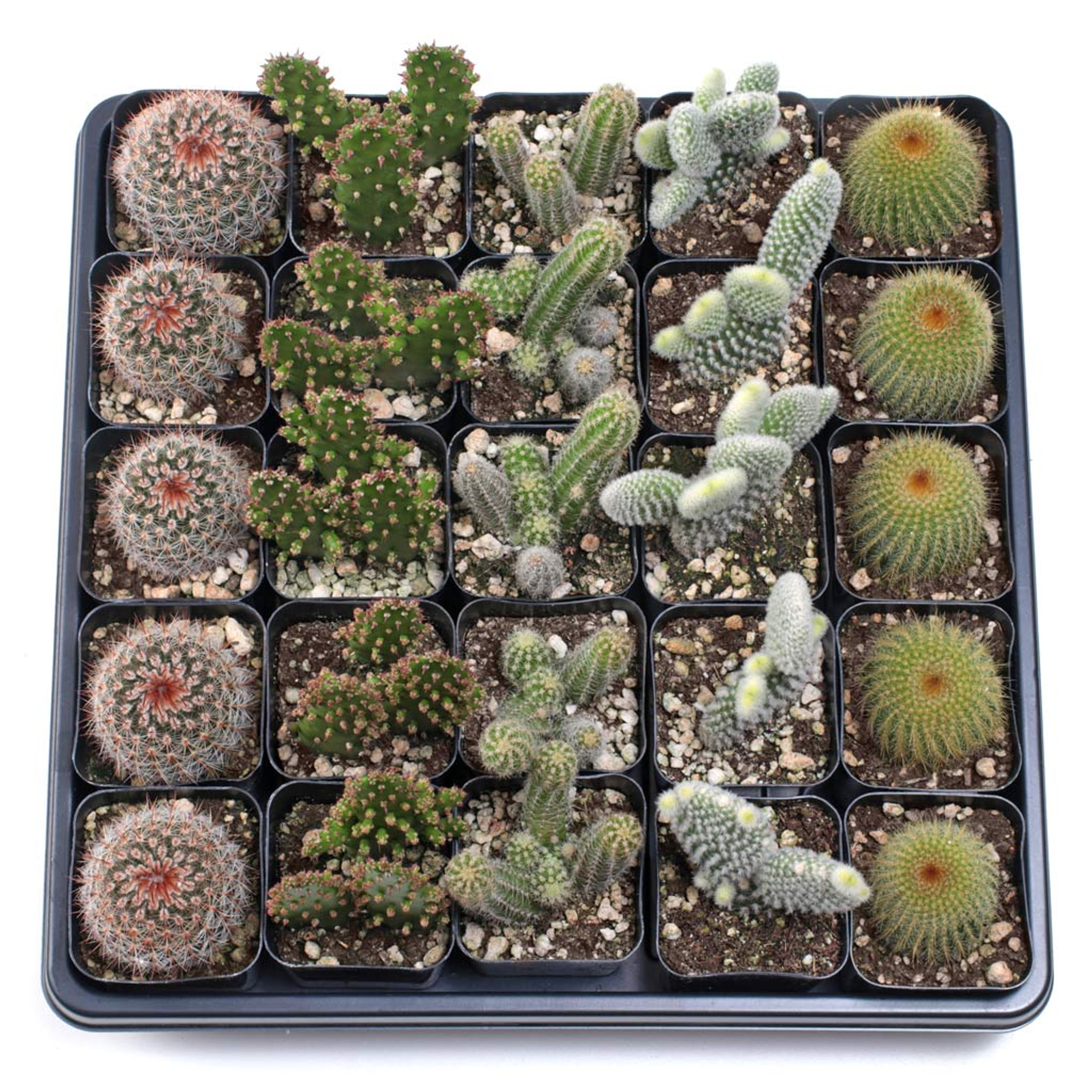 Wholesale Succulent Trays Bulk Succulents Mountain Crest Gardens®