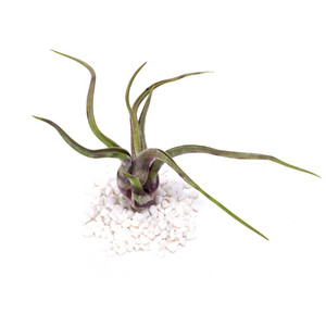 Tillandsia melanocrater – Rare & Air