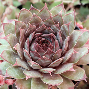 Sempervivum 'Neptune' - Mountain Crest Gardens