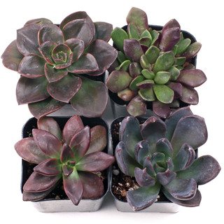 Hand Picked Succulent Sets | Mountain Crest Gardens®