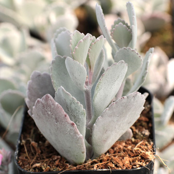 Kalanchoe pumila - Flower Dust Plant