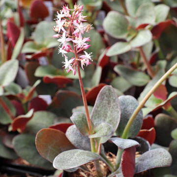 Crassula multicava - March